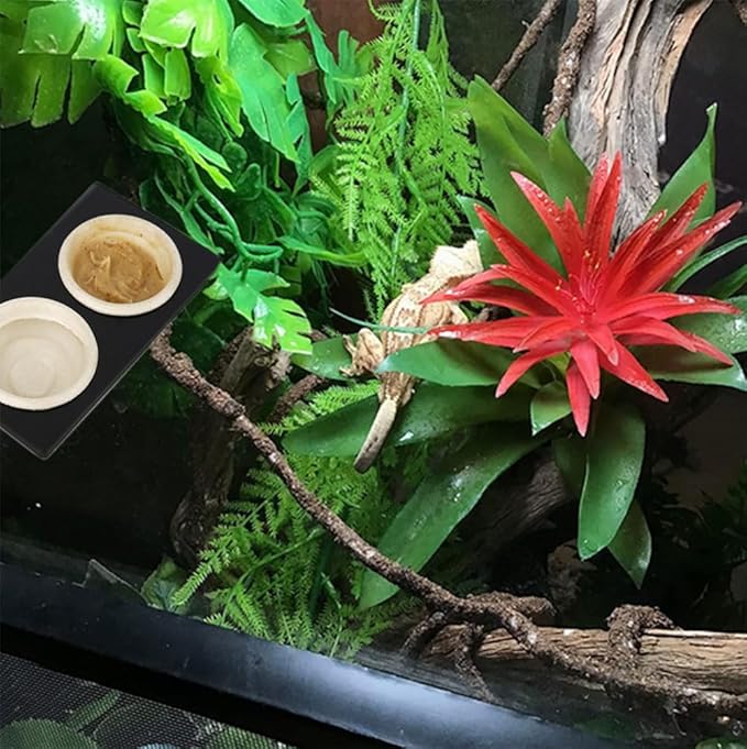 Paper Feeding Cups Samll 0.5 oz Gecko Food and Water Feeding Dish Ledge Accessories Bowls for Crested Gecko Lizards Reptiles Pets (Ledge+20cups)
