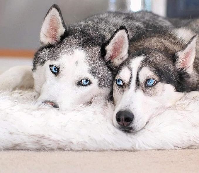 PAW BRANDS PupRug Orthopedic Dog Bed for Large Dogs with Fluffy Soft Faux Fur and Memory Foam for Joint Pain Relief, Machine Washable and Waterproof Couch Bed, White, Extra Large