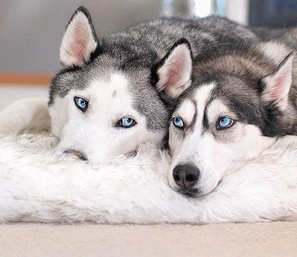 PAW BRANDS PupRug Orthopedic Dog Bed for Large Dogs with Fluffy Soft Faux Fur and Memory Foam for Joint Pain Relief, Machine Washable and Waterproof Couch Bed, White, Extra Large