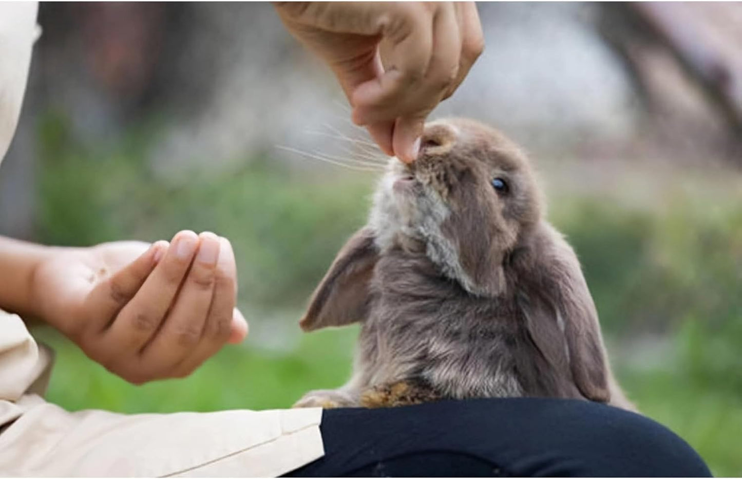 Chinchilla Food - 8oz Natural Treat Mix with Carrots, Green Peas, Sweet Potatoes, Oats and Rose Petals - for Squirrels, Rabbits, and Small Herbivores