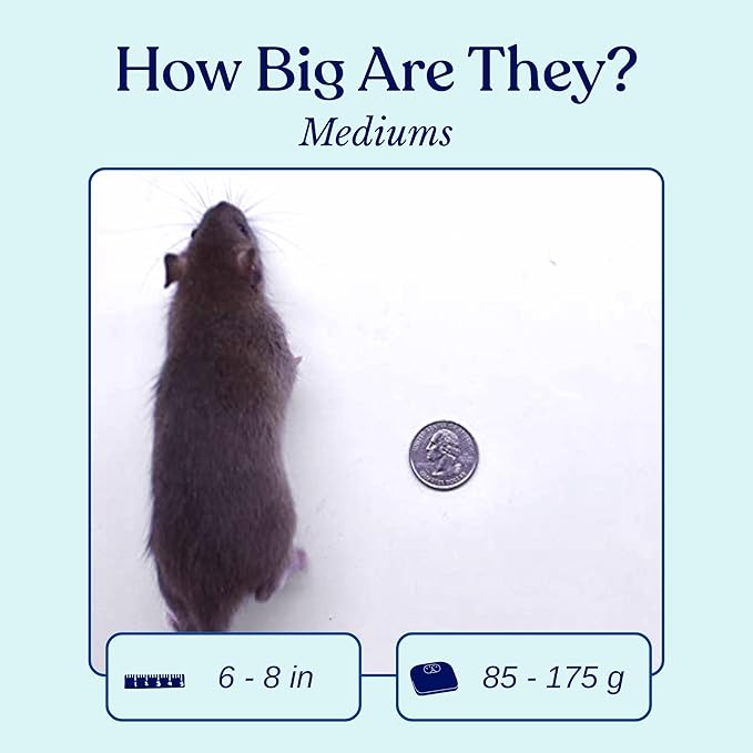 MiceDirect 45 Frozen Rat Medium Feeders Food for Adult Ball Pythons Monitors Lizards and Birds of Prey (6-8 in)(Pack of 45)(3825 Grams Min)