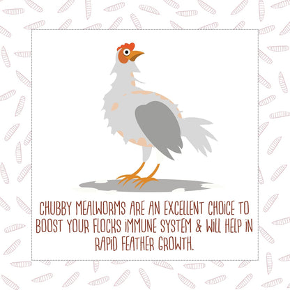 5Lb Chubby Dried Mealworms High Protein Treat for Chickens, Ducks & Birds