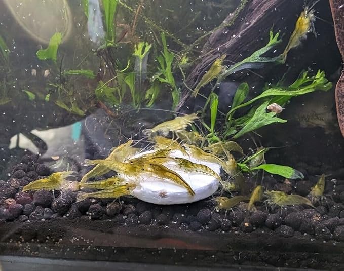 Aquatic Foods Inc. Medium Size Calcium Feeder Stars & Shells for Shrimp, Snails, Crabs, Crayfish, Hermit Crabs and All Tropical Fish…125 Count Bag