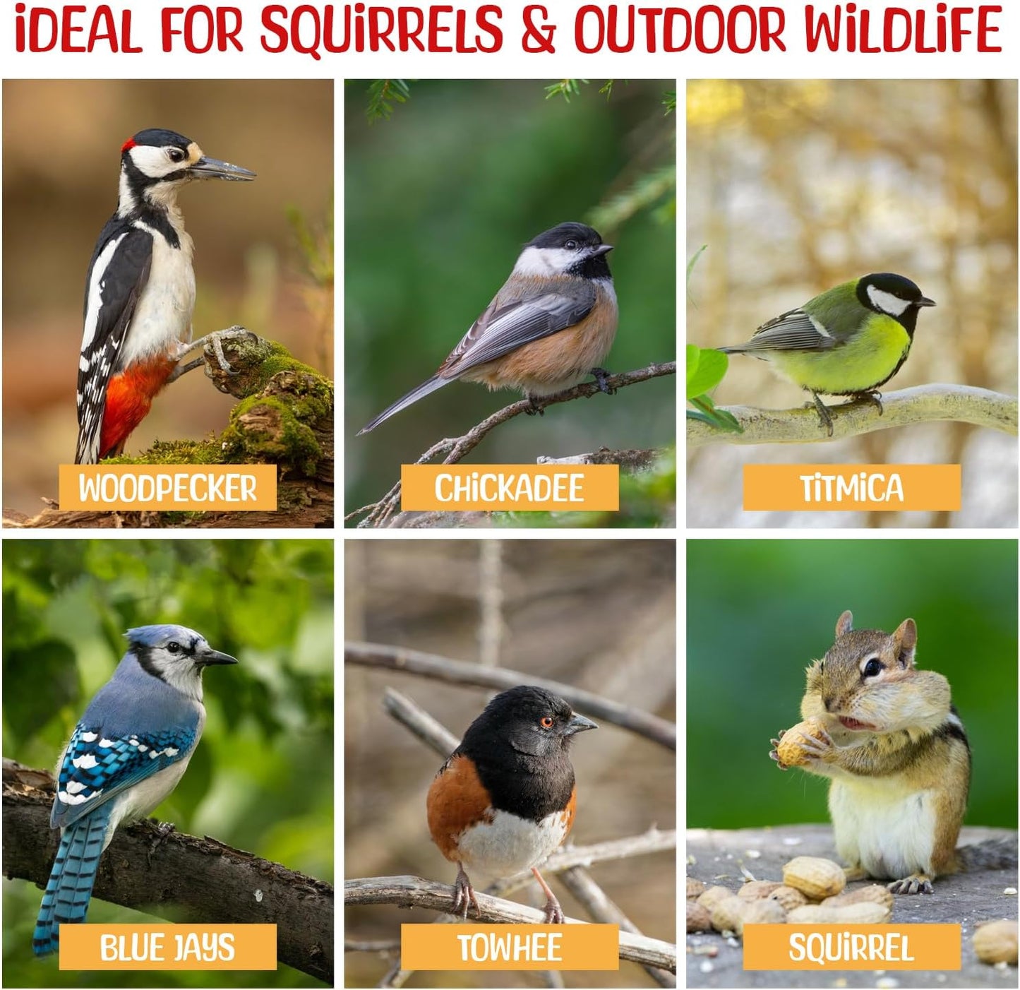 Premium Quality Raw Out of Shell Peanuts - 2 Pounds - Shelled Peanuts for Birds – Wildlife Quality - Food for Squirrels, Deer, Birds, and Other Wildlife Animals – Grown in The USA