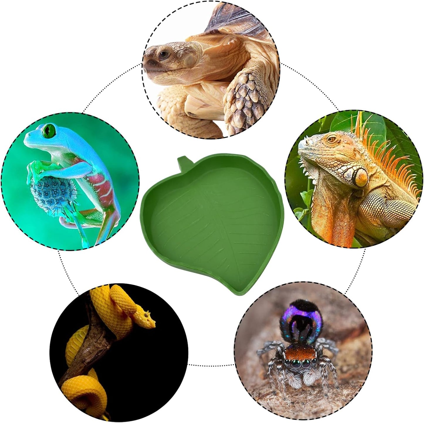 Leaf Shape Reptile Food Water Bowl 2 Pieces Reptile Plate Dish Drinking Bowl for Tortoise Corn Snake Crawl Pet Drinking and Eating, 2 Sizes