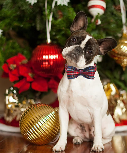 DOGWONG Premium Christmas Dog Collars, Red Plaid Dog Collar, Adjustable Heavy Duty Girl Boy Dog Collar with Bow for Small Puppy Dogs