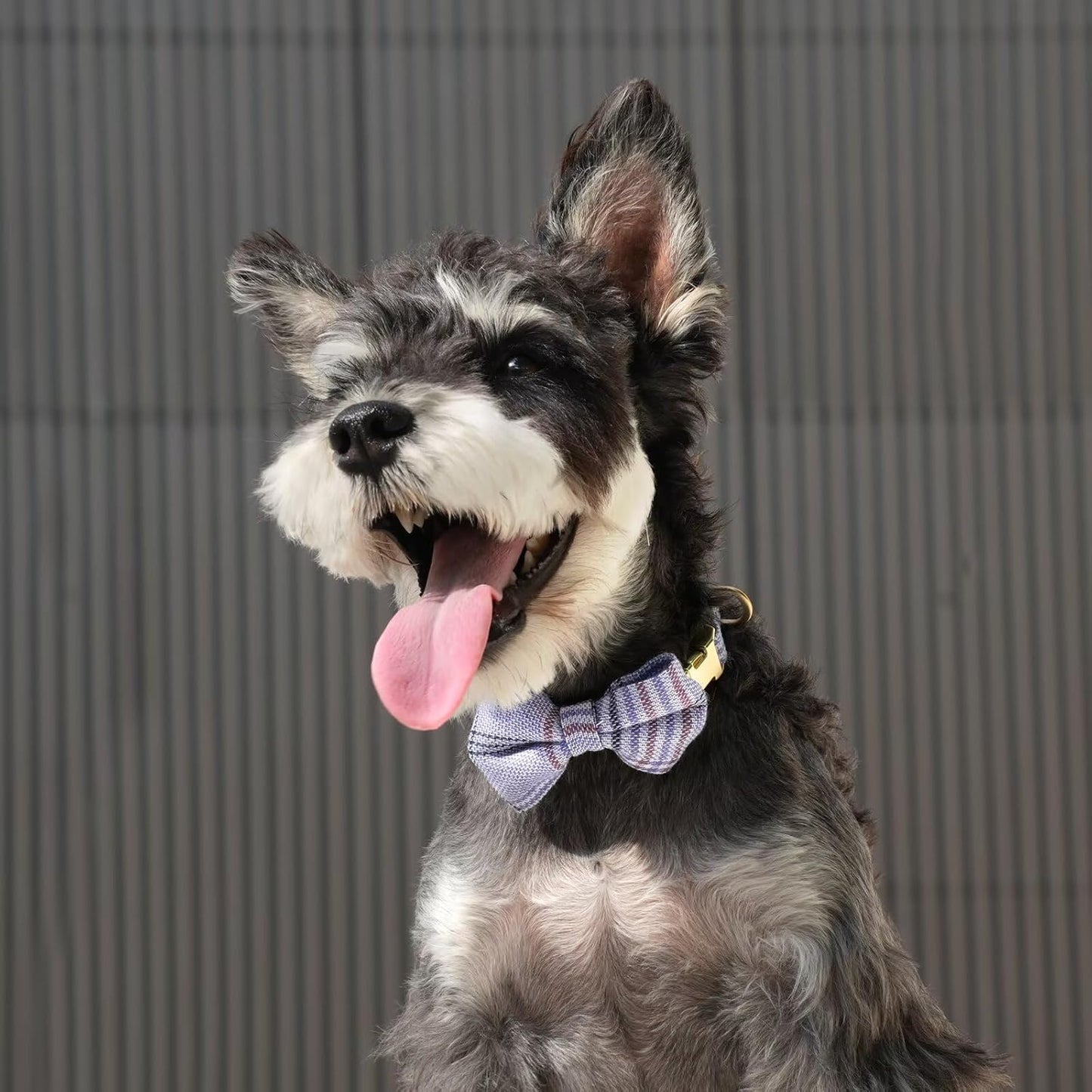 Beirui Cute Extra Small Dog Harness Collar and Leash Set with Bowtie, Soft Adjustable Plaid Puppy Harness for Small Sized Dogs Cats Walks Parties and Photoshoots(Blue,XS:Chest 13-18")