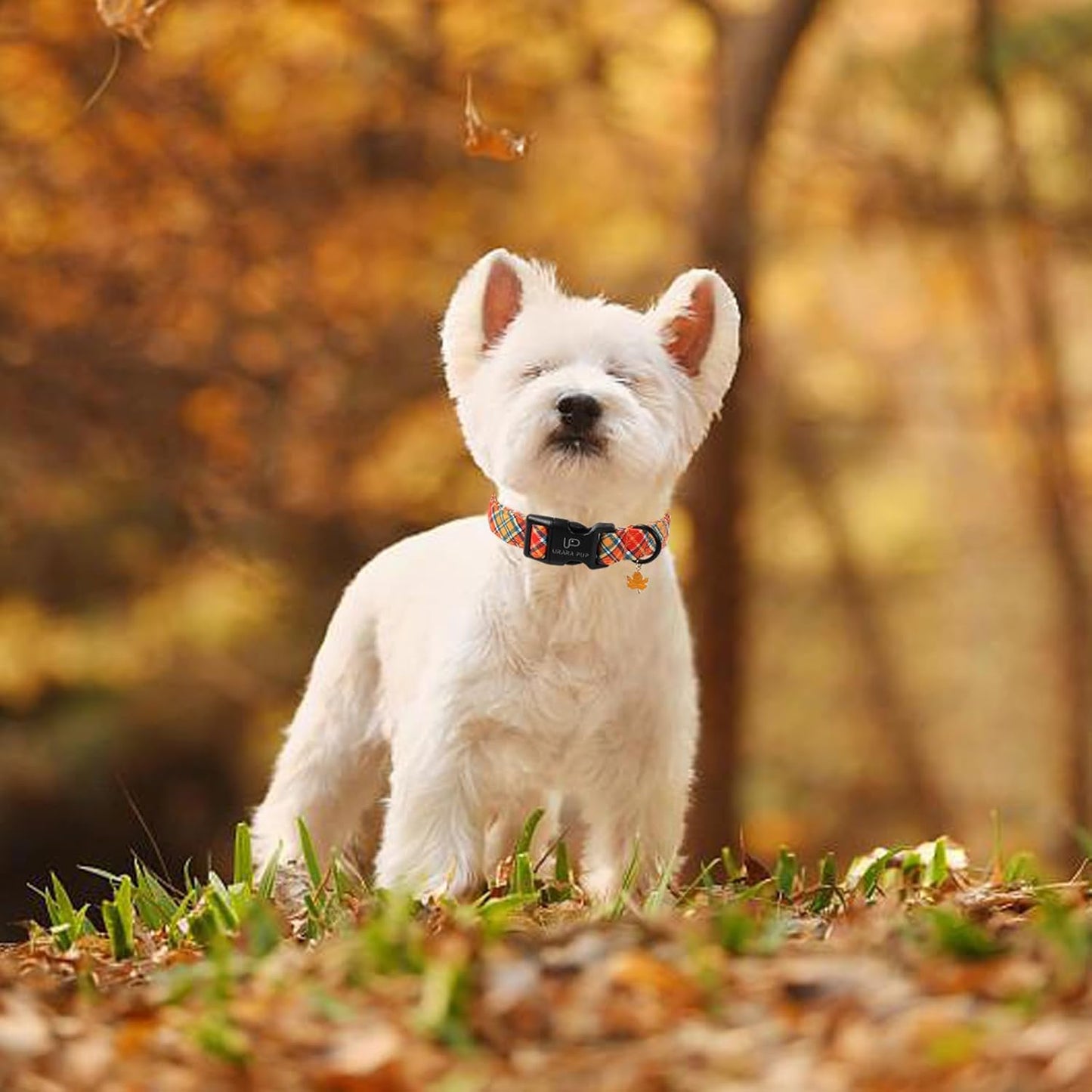 Autumn Plaid Dog Collar – Adjustable Orange Tartan Dog Collar with Fall Leaf Charm, Cozy Fall Vibes Orange Yellow Grid Puppy Collars for Small/Medium/Large Dogs