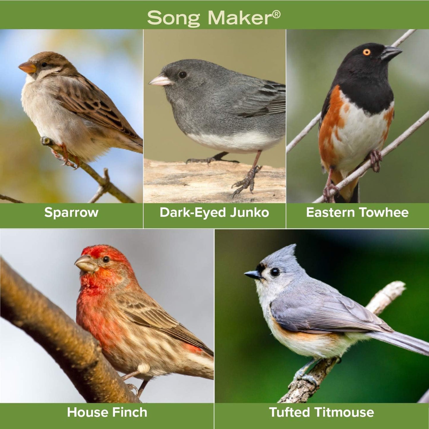 Blue Seal Song Maker Wild Bird Seed | Nutritious Blend, No Filler | Attracts a Wide Variety of Wild Outside Birds | Convenient Shell-Free Mix | Made in USA | 20 Pound Bag