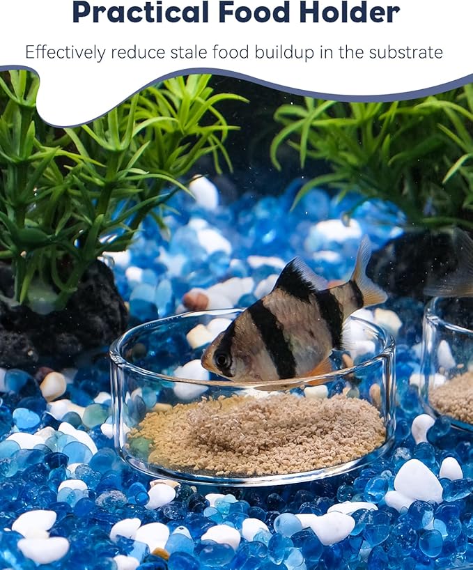 Pawfly 3 Pcs Shrimp Feeding Dish, Clear Glass Aquarium Shrimp Feeder, Transparent Food Tray for Fish Tanks and Terrariums