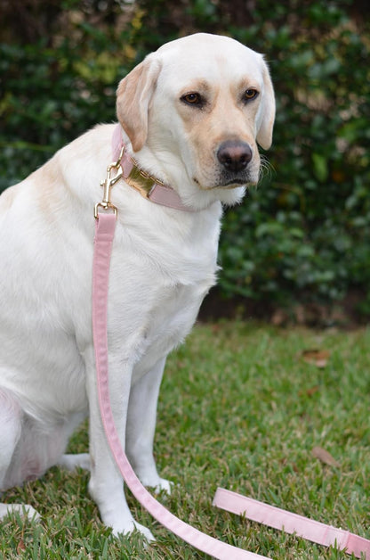 PETDURO Custom Dog Collar Personalized with Name Engraved Quick Release Rose Gold Metal Buckle for Large Medium Small Girl Dogs - Dog Leash and Bow Tie Available - Soft Comfy Velvet (Pink, M)