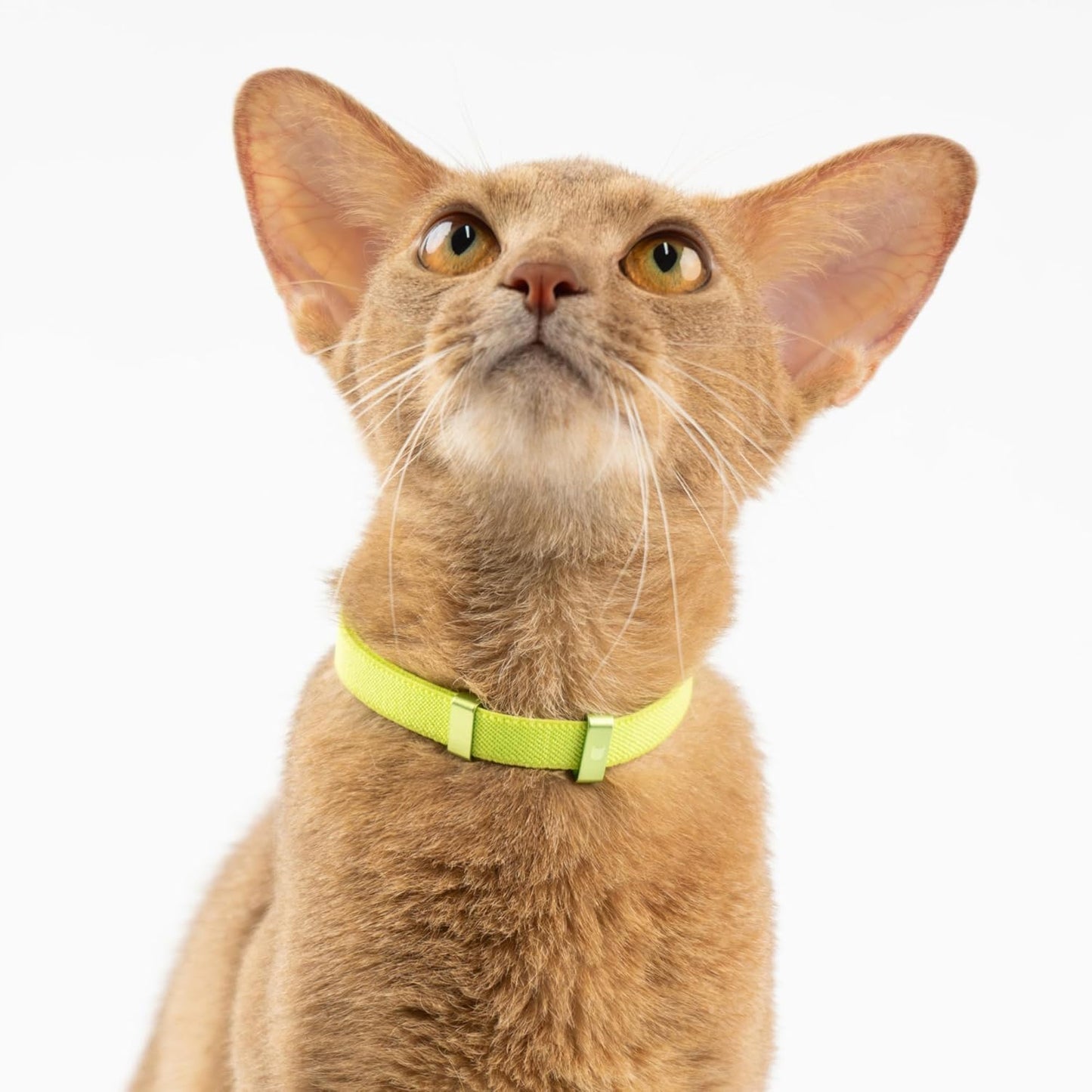 Safety Cat Collar - U.S. IDA Gold Awarding Design, Stretch Elastic Quick Release, Non Breakaway - Light Weight for Kitten, Neck Fit 5.9'-11.8' for All Small Large Cat,S(Glacier Silver)