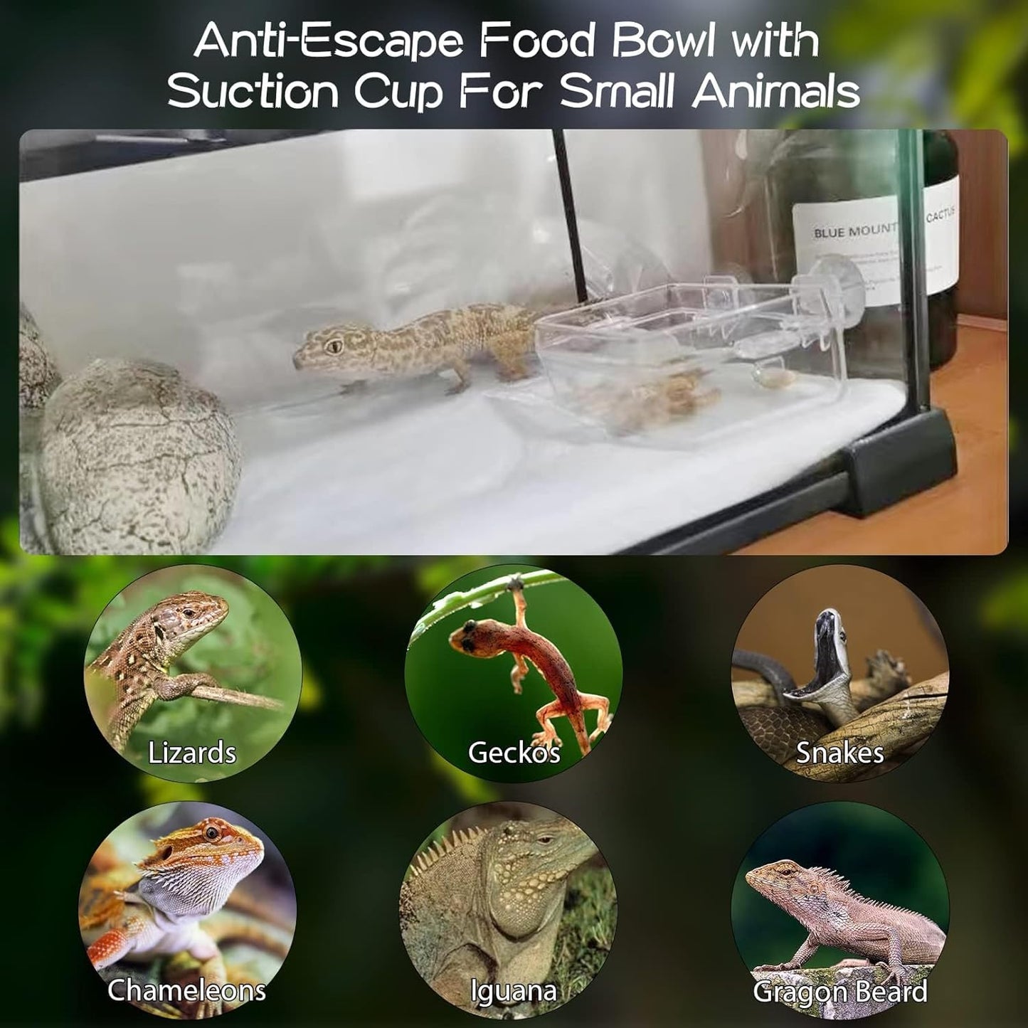 Tfwadmx 2 Pcs Chameleon Bowl, Reptile Feeding Food, Water Dish Gecko Worm Feeder Anti-Escape Hanging Chameleon Supplies Accessories for Lizard Bearded Dragon Snakes