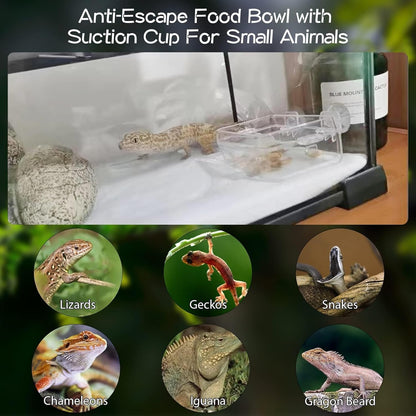 Tfwadmx 2 Pcs Chameleon Bowl, Reptile Feeding Food, Water Dish Gecko Worm Feeder Anti-Escape Hanging Chameleon Supplies Accessories for Lizard Bearded Dragon Snakes