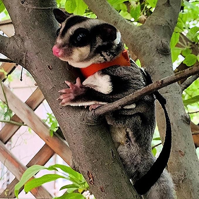 Meow&Woof 3 Pack Sugar Glider Harness and Leash Set Small Animal Training Walking Vest for Squirrel Hamster Rat Yellow