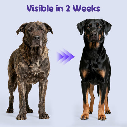 Premium Probiotics for Dogs with Digestive Enzymes & Fiber | Duck Flavor Soft Chews for Itchy Skin, Ear Health, Gut & Immune Support (120 Chews Pumpkin)