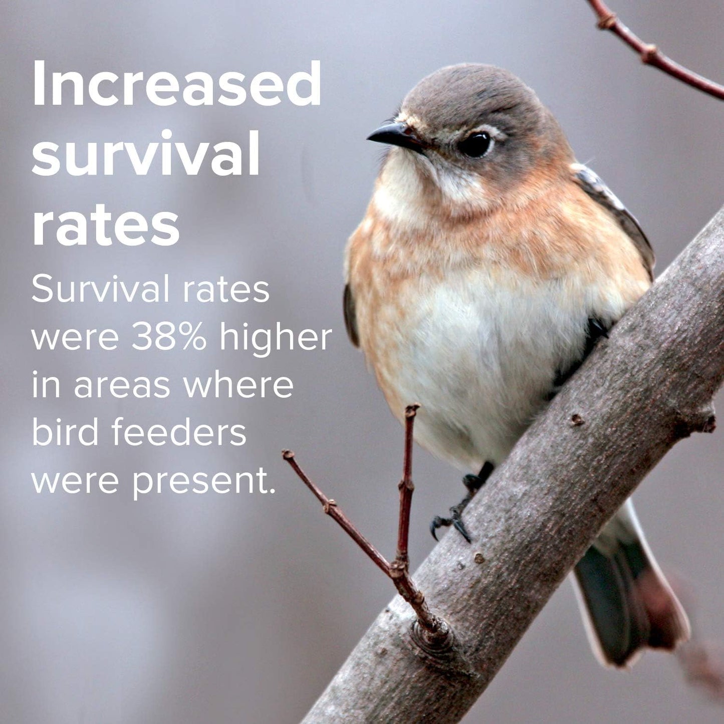 Blue Seal Concerto Wild Bird Seed | Premium High-Energy Blend | No Fillers, Corn-Free | Attracts a Wide Variety of Wild Outside Birds | Convenient Shell-Free Mix | Made in USA | 20 Pound Bag