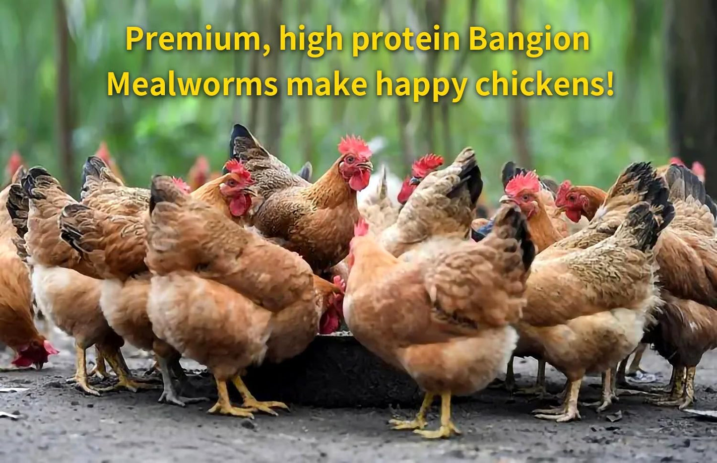 Organic Dried Mealworms for Chickens 5 LB Natural Non-GMO Mealworms High Protein Chickens Feed Meal Worms for Chicken Wild Birds Bluebirds Ducks Turtles Reptiles Laying Hens Treats & Food