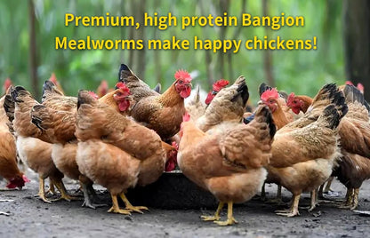Organic Dried Mealworms for Chickens 5 LB Natural Non-GMO Mealworms High Protein Chickens Feed Meal Worms for Chicken Wild Birds Bluebirds Ducks Turtles Reptiles Laying Hens Treats & Food