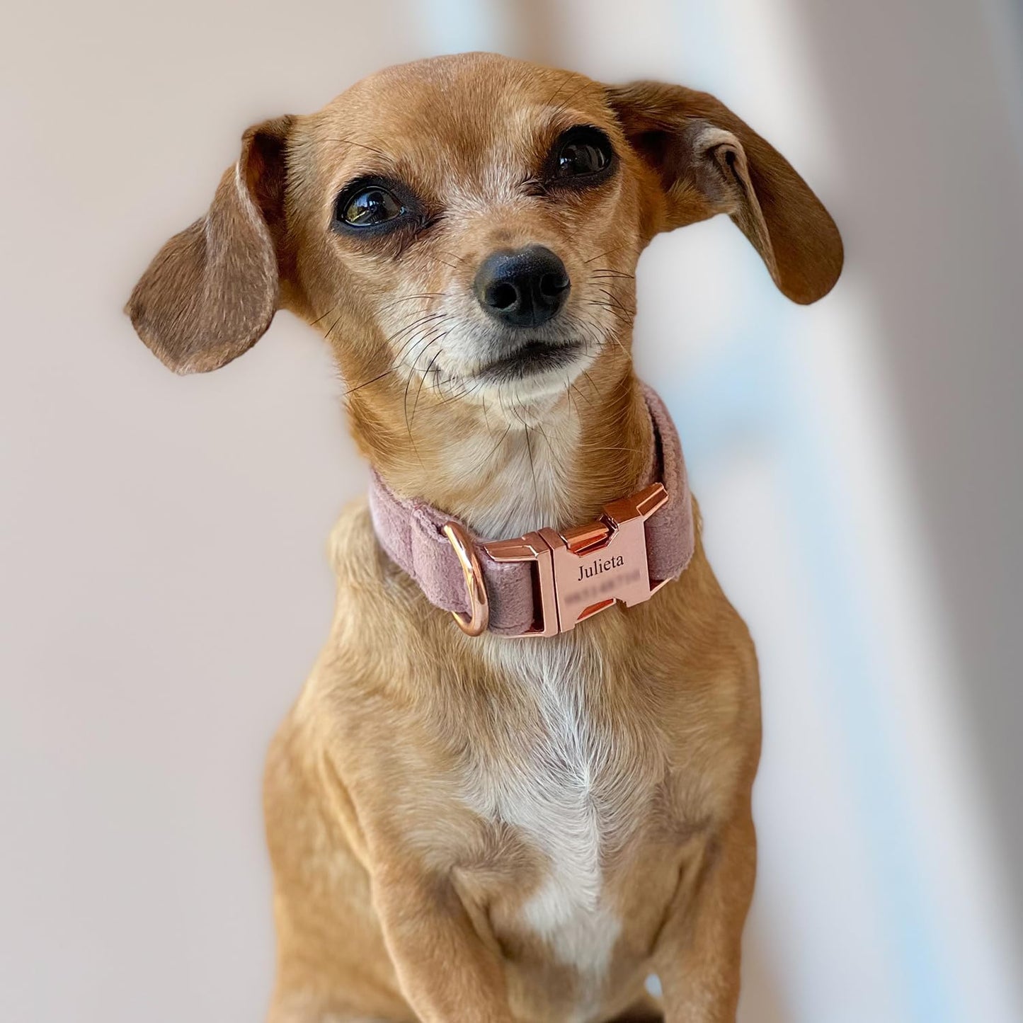 PETDURO Custom Dog Collar Personalized with Name Engraved Rose Gold Metal Buckle for Large Medium Small Girl Dogs - Dog Leash and Bow Tie Available - Soft Comfy Velvet (Champagne Pink RG, XL)