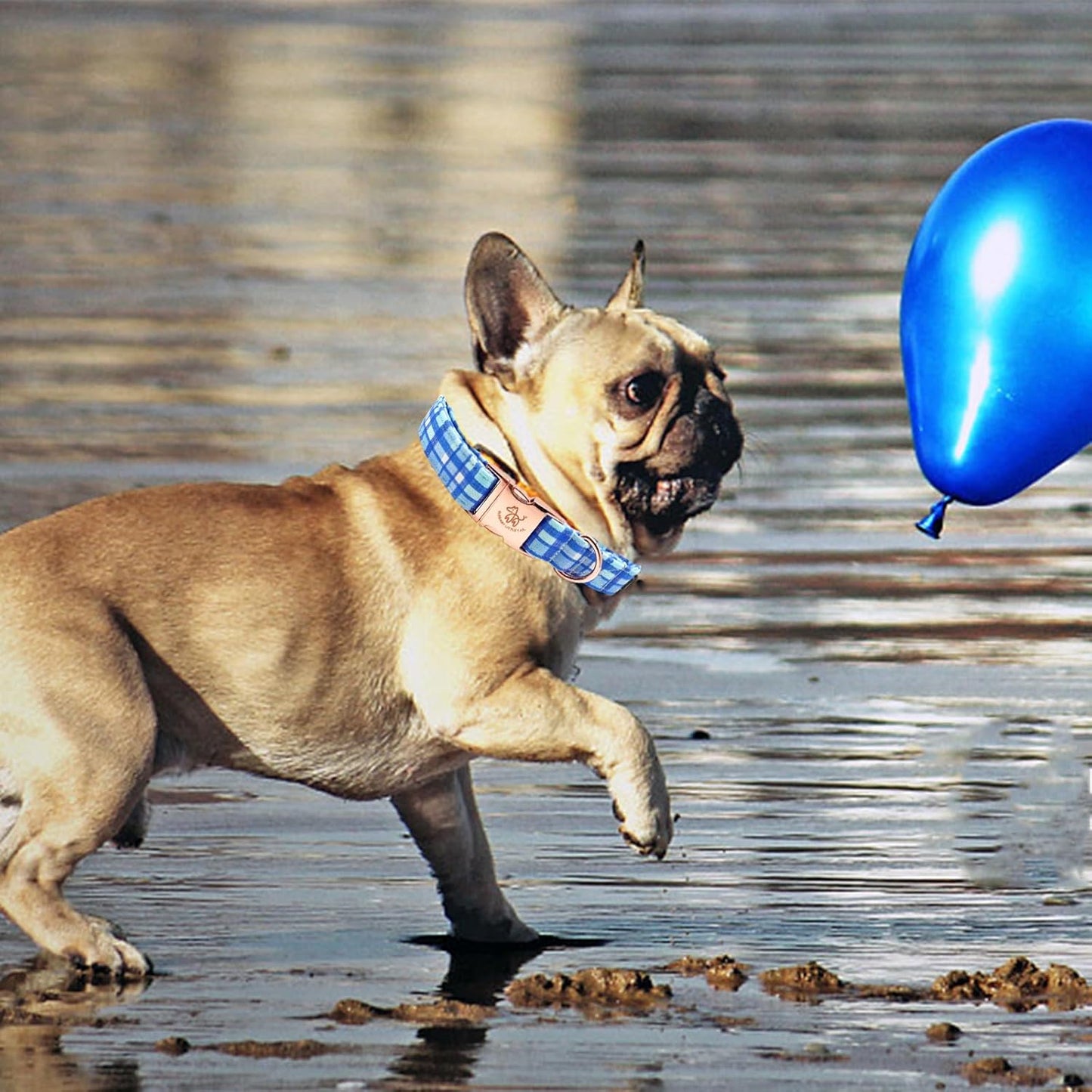 Elegant little tail Dog Collar, Blue Plaid Pattern Pet Collar Durable Cute Dog Collars Male or Female Pet Gift Adjustable Dog Collar for X-Small Dogs