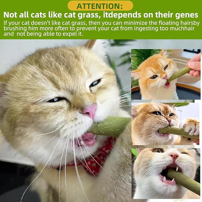 Cat Natural Grass Teething Sticks 100g, Kitten Chew Stick for Hairball Removal, Dental Care, Increase Appetite, Catnip Toys Cat Nip Treat Toys Edible Kitty Toys for Indoor Kittens (Medium, Catnip)