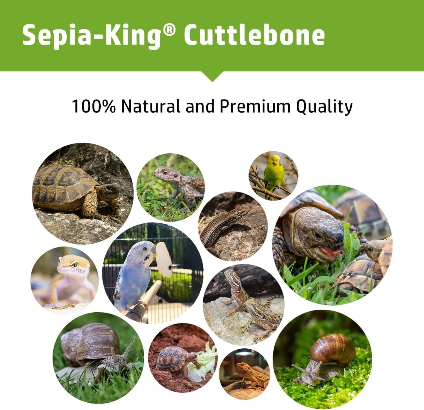 Large - 100% Natural Calcium Supplement - Premium Cuttlebone perfect for Birds, Tortoises, Snails, Reptiles - 5.5 to 7 inch