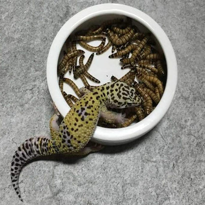 Tfwadmx 2 Pack Reptile Food Bowl, Mini Ceramic Water Feeder Bowl, Reptile Worm Feeding Dish for Lizard Turtle Bearded Dragon Anoles Crested Gecko Hermit Crab Leopard Gecko Chameleon Corn Snake