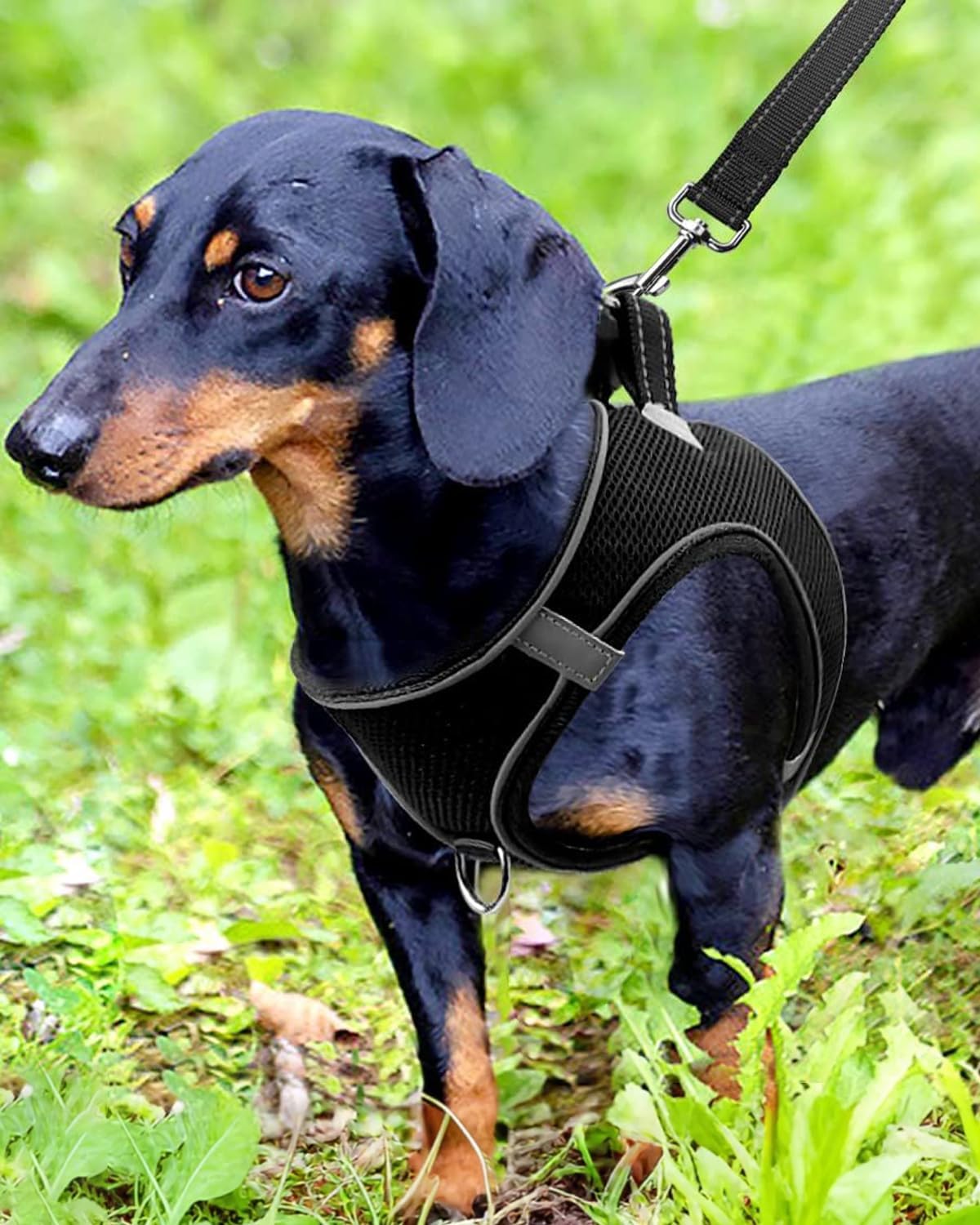 Joytale Small Dog Harness, Breathable Mesh Step-in Vest, Reflective Soft Padded Harnesses for Small and Medium Dogs, Black, M