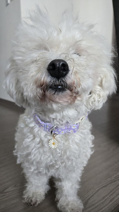 Lionet Paws Floral Dog Collar- Cute Daisy Purple Dog Collars with Plastic Buckle, Light Adjustable Dog Collars for Small Medium Dogs