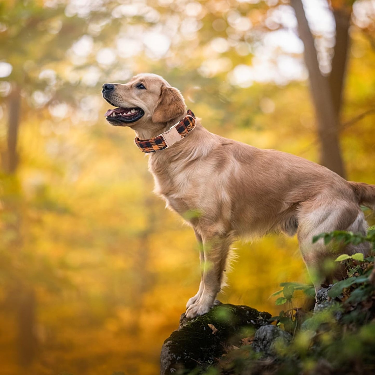 Elegant little tail Fall Dog Collar, Autumn Pet Collar Durable Yellow Plaid Dog Collars Male or Female Holiday Pet Gift Adjustable Dog Collar for Large Dogs