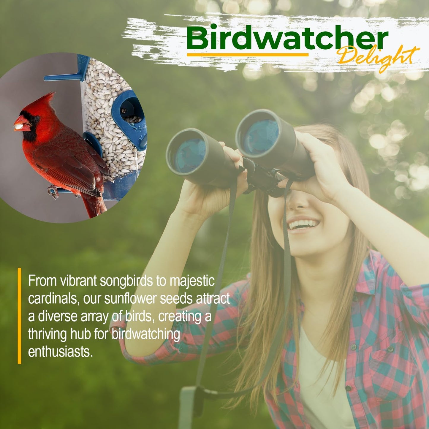 Old Potters Wildlife Safflower Seed for Wildlife Bird Feeding, Non-GMO and USA Small Farm Grown, 12 lbs