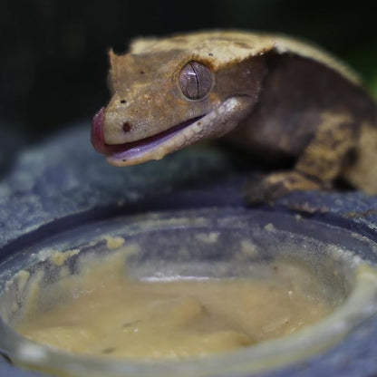 Crested Gecko Diet | Peach Paradise | All Natural Low Fat Complete Gecko Food | 2.1oz