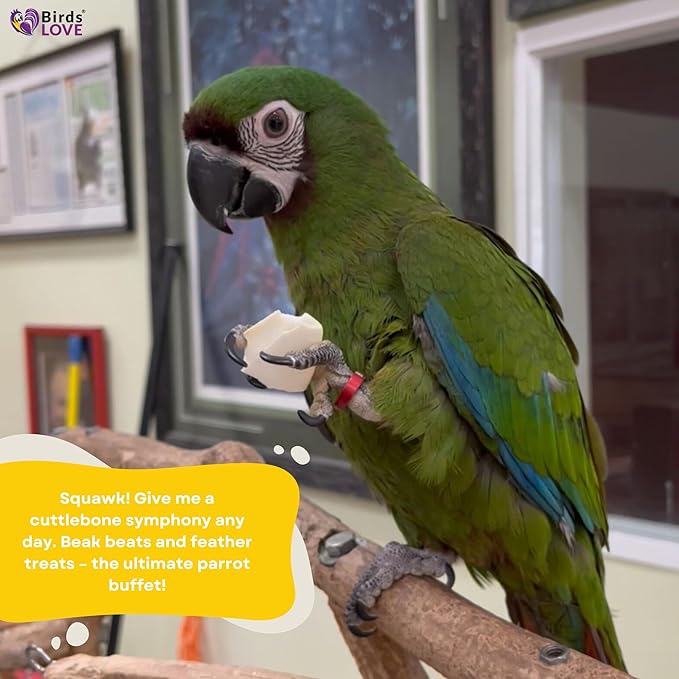 Birds LOVE 4-Piece Cuttlebone 3.5–4-Inch with Holder – Natural Calcium & Trace Mineral Block for Birds & Reptiles – Beak-Trimming Chew Supplement – Safe, 100% Pure, No Fillers