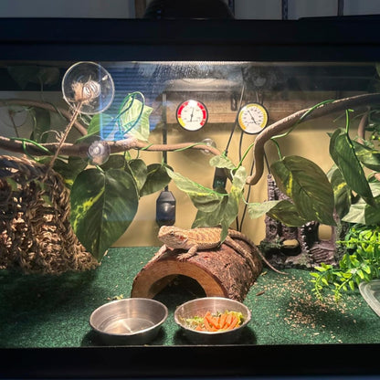 5 PCS Tank Accessories for Bearded Dragon Include Resin Classical Castle Reptile Climb Habitat Decor Hanging Jungle Vines Flexible Leaves Climbing Decor for Lizard Gecko Chameleon Spider