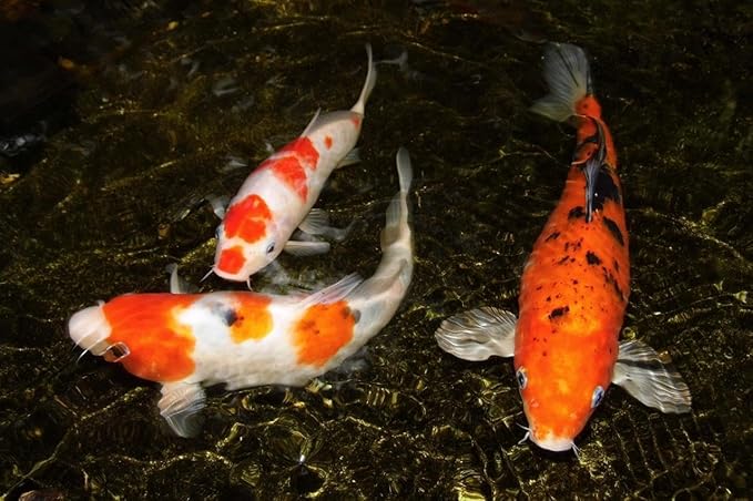 Aquatic Foods Inc. Freeze Dried 1"- 3" Fresh Water Fish for Piranhas Large Fish, Land and Aquatic Turtles, Rodents, Reptiles, Lizards, Cat Treats & More…1.5oz Sm Round Jar