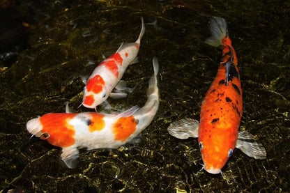 Aquatic Foods Inc. Crickets - Freeze-Dried All Natural Crickets for Large Fish, Reptiles, Turtles, Birds, Hamsters, Hedgehogs, Sugar Gliders, All Lizards…3.4oz Lg Round Jar