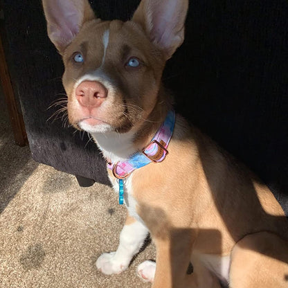 Elegant little tail Dog Collar, Colorful Pattern Pet Collar Durable Cute Dog Collars Fashion Male Female Pet Gift Adjustable Dog Collar for X-Small Dogs