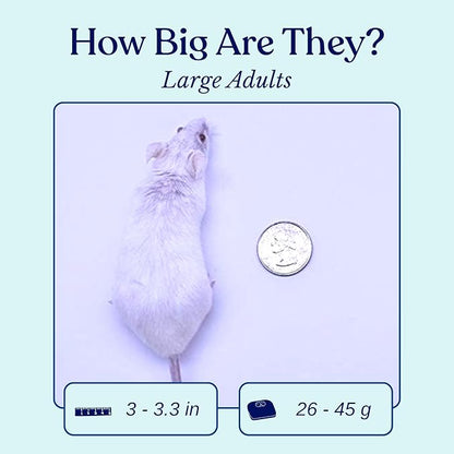 Frozen Large Adult Feeder Mice Food for Adult Ball Pythons Juvenile Red Tale Boa Monitors Lizards (20 Count)