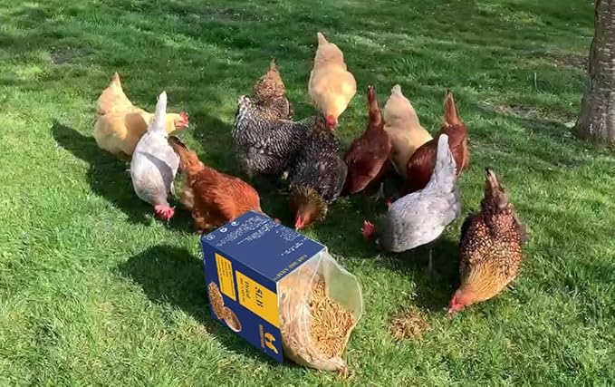 Superior to Dried Mealworms for Chickens 5lb - 85X More Calcium Than Mealworms - Non-GMO Chicken Feed - Molting Supplement - BSF Larvae Treats for Hens, Ducks, Turkeys, Wild Birds, Quails