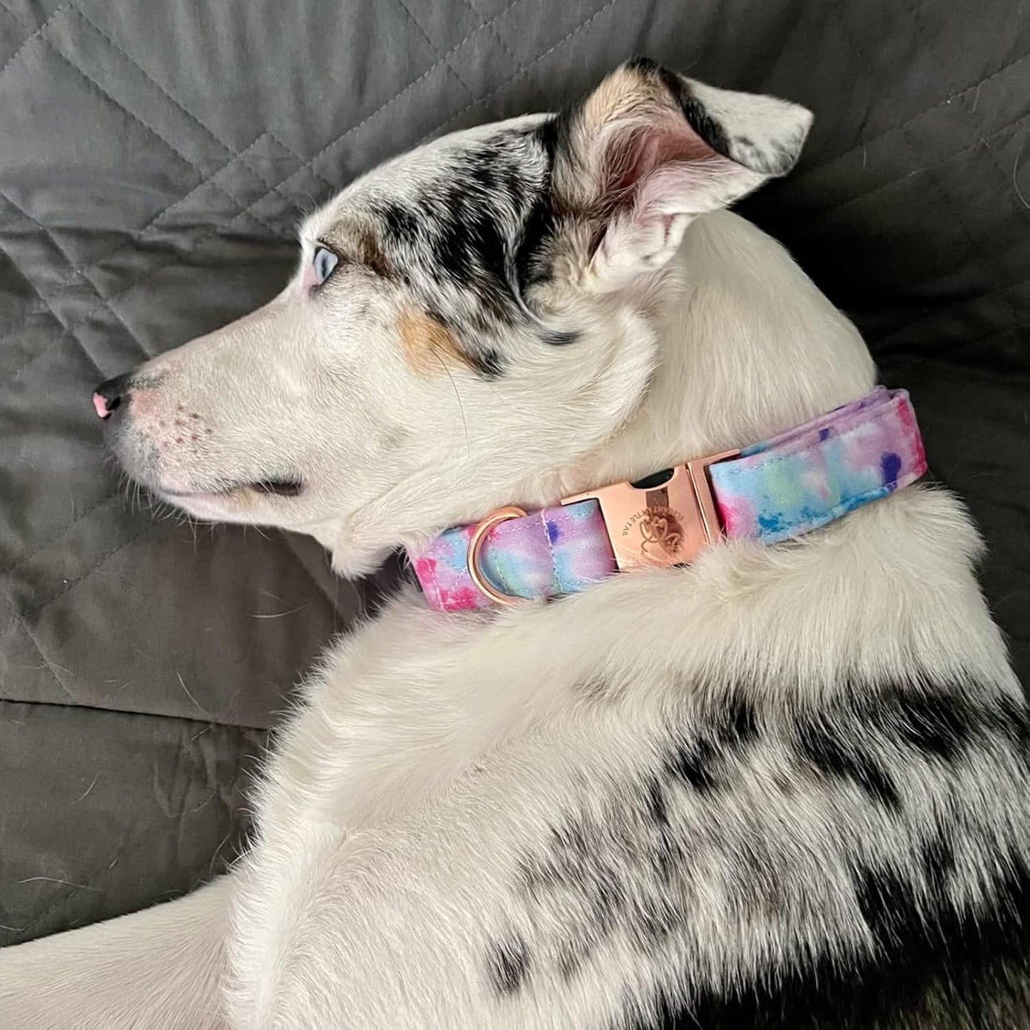 Elegant little tail Dog Collar, Colorful Pattern Pet Collar Durable Cute Dog Collars Fashion Male Female Pet Gift Adjustable Dog Collar for Small Dogs