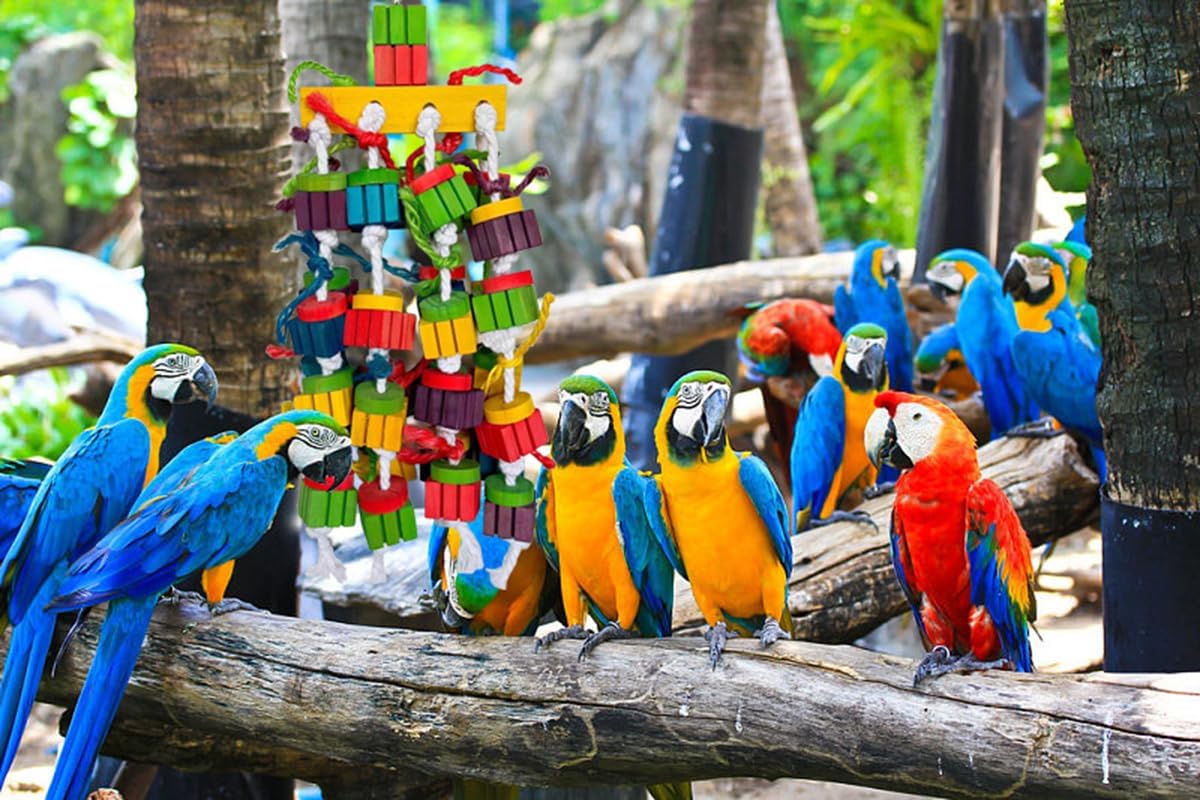 Large Bird Parrot Chewing Toys for Macaws, African Grey, Amazon Parrots, cokatoos (20 inch)