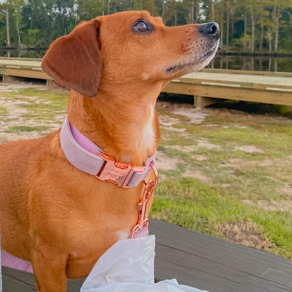 PETDURO Custom Dog Collar Personalized with Name Engraved Quick Release Rose Gold Metal Buckle for Large Medium Small Girl Dogs - Dog Leash and Bow Tie Available - Soft Comfy Velvet (Purple, S)