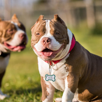 Personalized Stainless Steel Pet ID Tags with Glittery Bone Design - DEEP Engraved Dog Tags Engraved for Pets Customized with 5 Lines Dogs and Cats Pets