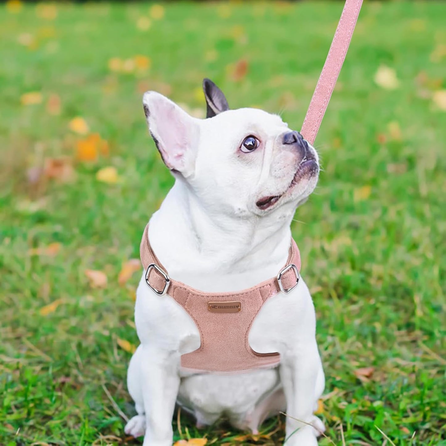 Dog Harness and Leash Set, XXS No Pull Adjustable Puppy Harness with Multifunction Pink Dog Leash and Dog Collar, Soft No Choke Escape Proof Pet Harness Vest for Small Dogs and Cats (Pink, XS)