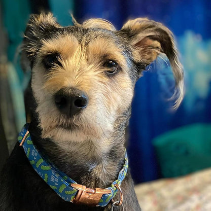 Elegant little tail Dog Collar, Blue Bear Pattern Pet Collar Durable Cute Dog Collars Male or Female Pet Gift Adjustable Dog Collar for Medium Dogs