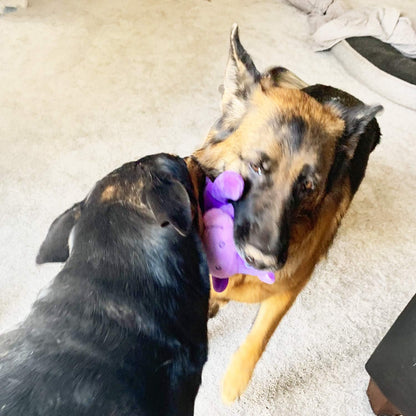 Jalousie 5 Pack 12'' Dog Toys Assortment - Plush Squeaky Toys for Medium to Large Breeds - Raccoon, Elk, Hippo, Fox, Sloth