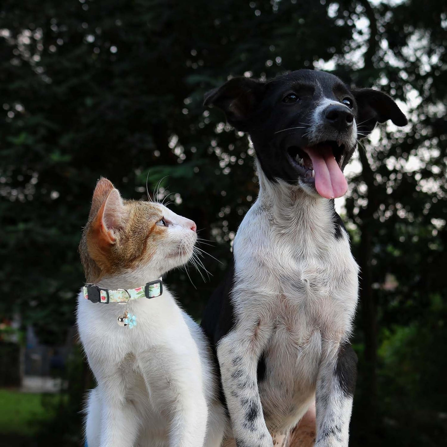 4 Pack Breakaway Cat Collar with Bell,Safety Adjustable Cat Collars Set with Flower Pattern,Ideal for Girl Cats Boy Cats