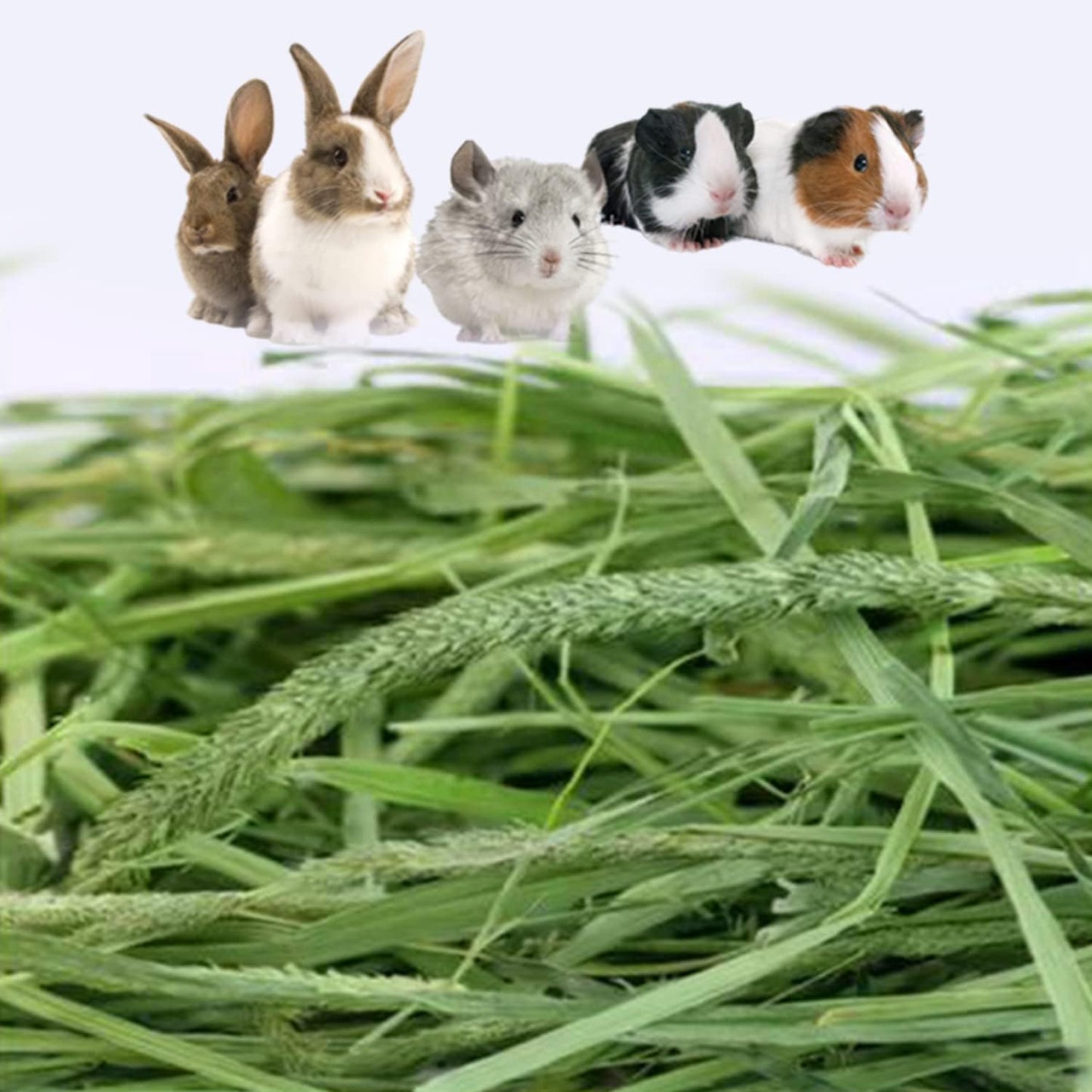 Timothy Hay 2.2LBS - Premium Hay for Rabbits Tortoise Guinea Pig Chinchilla - Dust Free Natural Fresh Hay (1.1 lbs, 2 Pack)