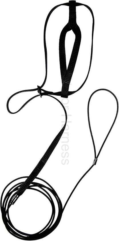 The AVIATOR Pet Bird Harness and Leash: Small Black